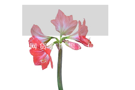 网贷逾期警告信息真假
