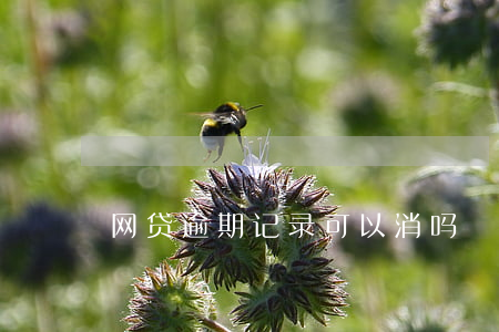 网贷逾期记录可以消吗