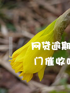 网贷逾期诉讼前会上门吗(网贷逾期法院会上门催收吗)