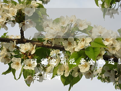 网贷逾期说要全数还款(网贷逾期后必须全额还款吗)