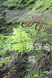 网贷逾期起诉会发什么(网贷逾期有被起诉的吗)