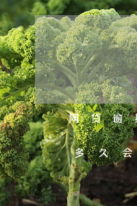 网贷逾期起诉多久拿到钱(网贷平台借款逾期多久会被起诉)