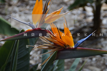 网贷逾期起诉完多长时间(网贷逾期追诉期是多久)