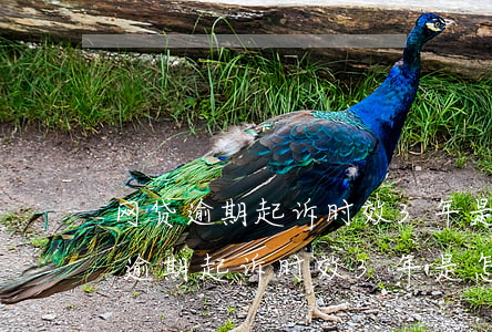 网贷逾期起诉时效3年是怎么定义的?-网贷逾期起诉时效3年是怎么定义的
