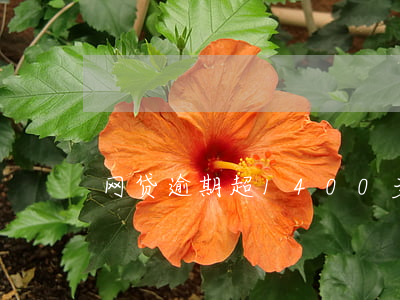 网贷逾期超1400多天(网贷逾期一千多天)