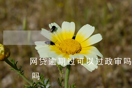 网贷逾期过可以过政审吗(网贷逾期影响政审吗)