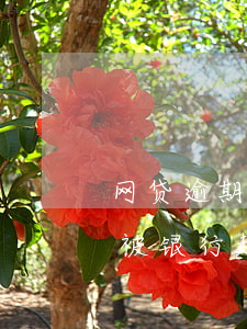 网贷逾期还不上被起诉了该怎么办(网贷逾期被银行起诉,确实还不起,怎么办)