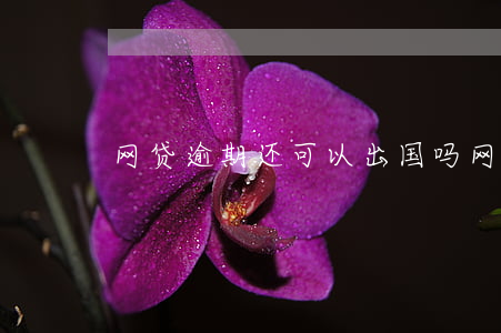 网贷逾期还可以出国吗(网贷逾期还能不能贷)