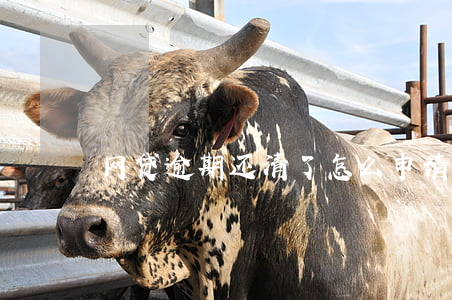 网贷逾期还清了怎么申请结清证明