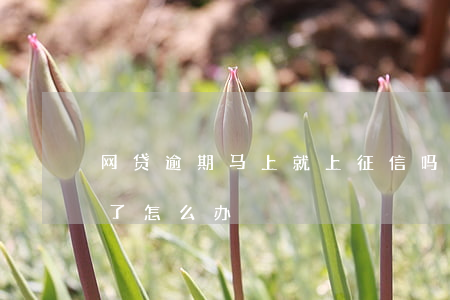 网贷逾期马上就上征信吗(网贷逾期了上征信了怎么办)