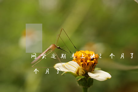 网贷逾期马上快2个月了(网贷逾期马上快2个月了)