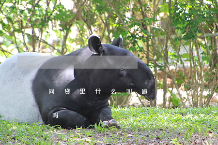 网贷里什么叫逾期本金(网贷逾期能只还本金吗)