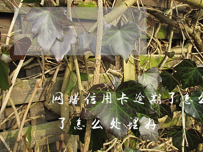 网赌信用卡逾期了怎么处理(网赌信用卡逾期了怎么处理好)