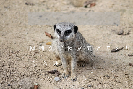 网赌欠了网贷五万 怎么办(网赌欠了几万网贷怎么办)
