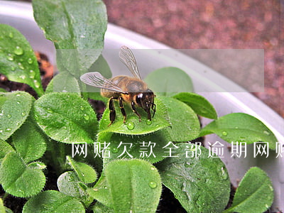 网赌欠款全部逾期（网赌逾期信用卡）