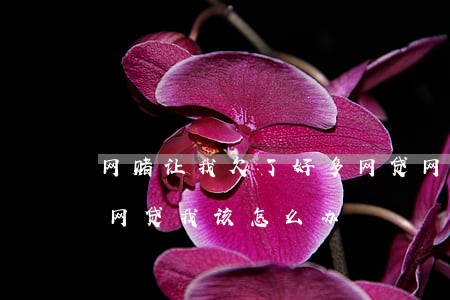 网赌让我欠了好多网贷(网赌输太多了欠一堆网贷我该怎么办)