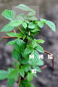 网赌输20万自救方法-网赌输了20万自救