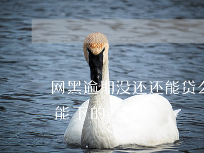 网黑逾期没还还能贷么(网黑了没逾期有没有能下的)