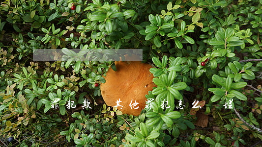 罪犯欺壓其他罪犯怎么處理
