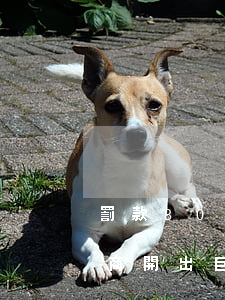 罰款80萬！市場監(jiān)管部門向微商開出巨額罰單……