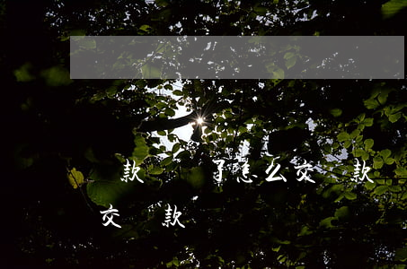 罰款單丟了怎么交罰款(違章罰款單丟了怎么交罰款)
