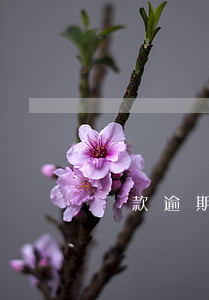 罰款逾期處理 罰款逾期了有什么后果