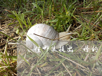 羅佳哪集提出離婚的