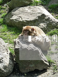 羅翔信用卡逾期視頻