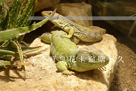 羊小咩享花卡逾期多久會打電話-