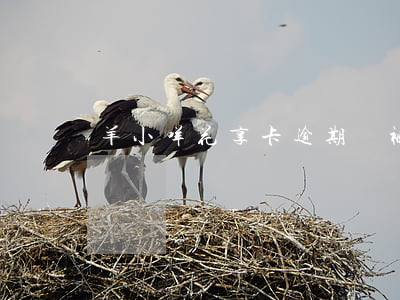 羊小咩花享卡逾期會被起訴嗎