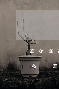 羊小咩逾期2個(gè)月會(huì)怎么樣 羊小咩逾期一個(gè)月