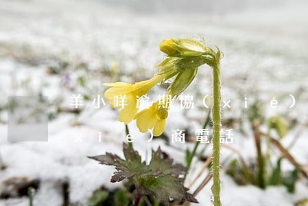 羊小咩逾期協(xié)商(羊小咩逾期協(xié)商電話)