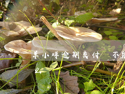羊小咩逾期支付寶不能用了 羊小咩逾期了怎么辦