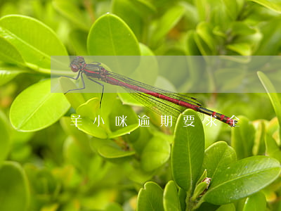 羊小咪逾期要求全額還(羊小羊逾期)