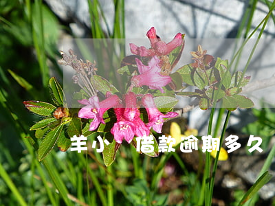 羊小嘜借款逾期多久會起訴(羊小咩借款逾期)