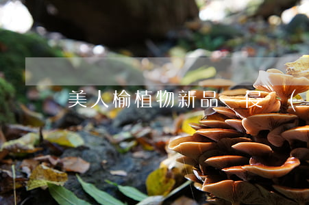 “美人榆”植物新品種侵權(quán)案