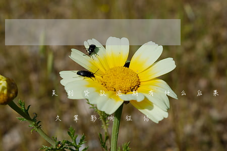 美利贷款逾期有什么后果(美利车金融逾期多久算影响征信)
