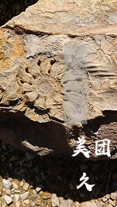 美团借钱可以欠多久（美团借钱最多能逾期多久）