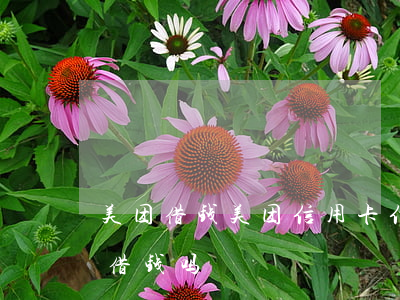 美团借钱美团信用卡（信用卡逾期可以到美团借钱吗）