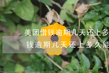 美团借钱逾期几天还上多久能再用-美团借钱逾期几天还上多久能再用啊