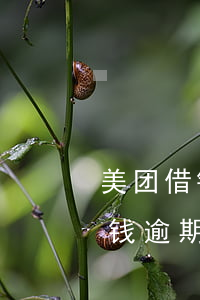 美团借钱逾期多大金额才会被起诉-美团借钱逾期多大金额才会被起诉呢