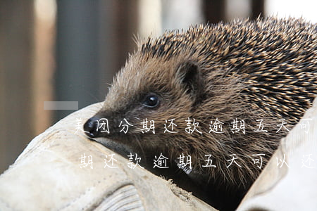 美团分期还款逾期五天可以还款不-美团分期还款逾期五天可以还款不