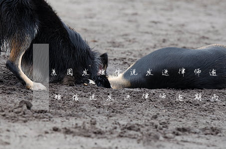 美团发短信说发送律师逾期两百函-美团发短信说发送律师逾期两百函是真的吗