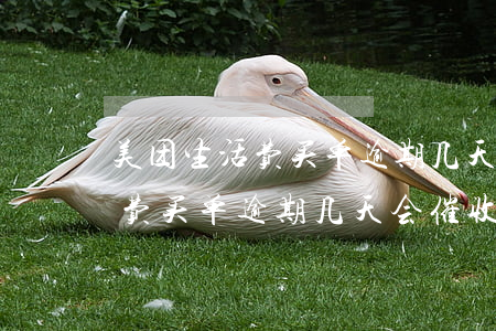美团生活费买单逾期几天会催收-美团生活费买单逾期几天会催收吗