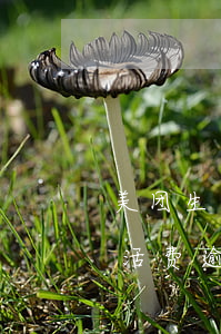 美团生活费逾期会关父母的店铺吗-美团生活费逾期会关父母的店铺吗安全吗