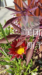 美团逾期了现在怎么不打电话催了-美团逾期了现在怎么不打电话催了呢