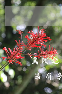 美团逾期多久会失信(美团逾期多久上征信?后果有多严重?)