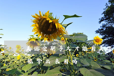 美团逾期多久才能用(美团逾期几天还进去还能拿出来用吗)