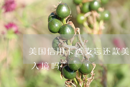 美国信用卡透支忘还款(美国信用卡不还还能入境吗)