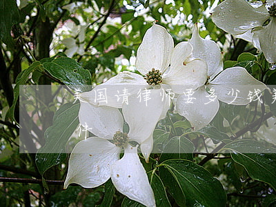 美国请律师要多少钱(美国做律师需要什么条件)
